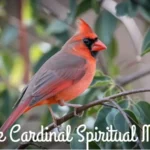 Female Cardinal Spiritual Meaning