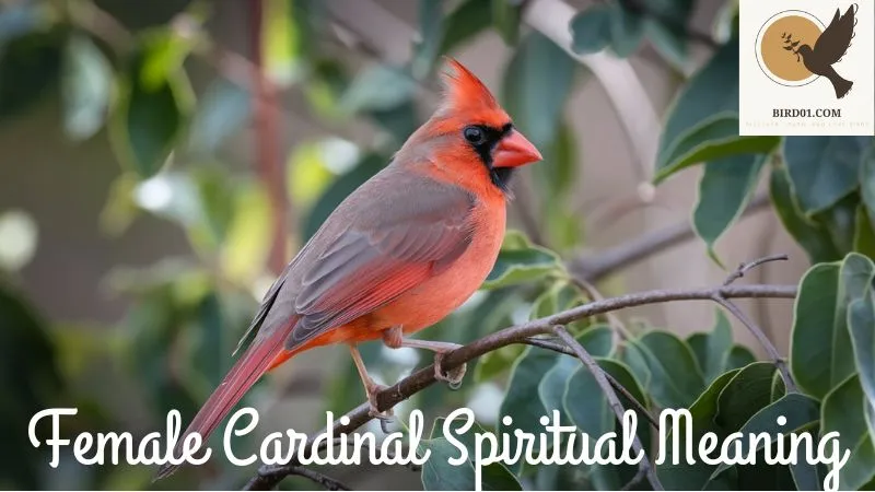 Female Cardinal Spiritual Meaning