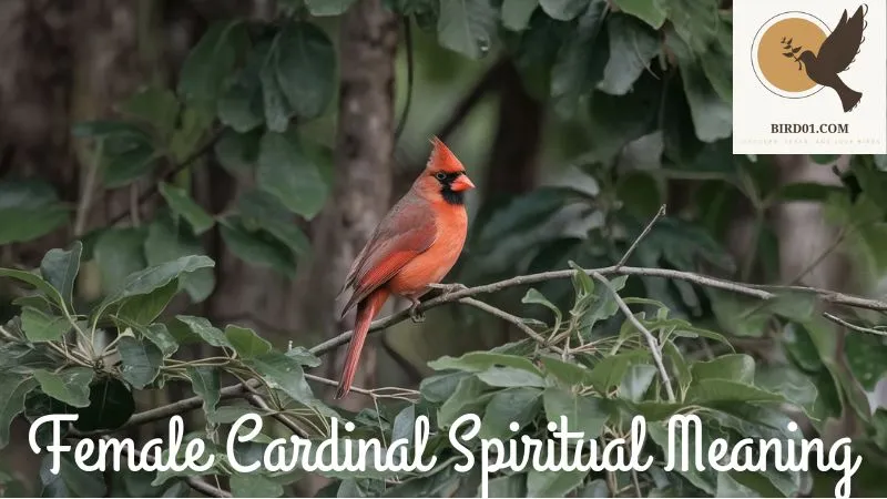 Female Cardinal Spiritual Meaning