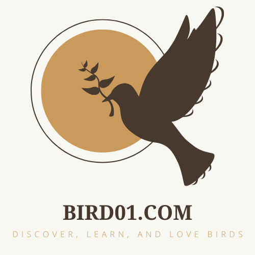 bird01.com