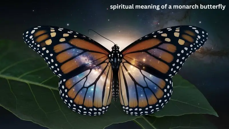 Spiritual Meaning Of A Monarch Butterfly