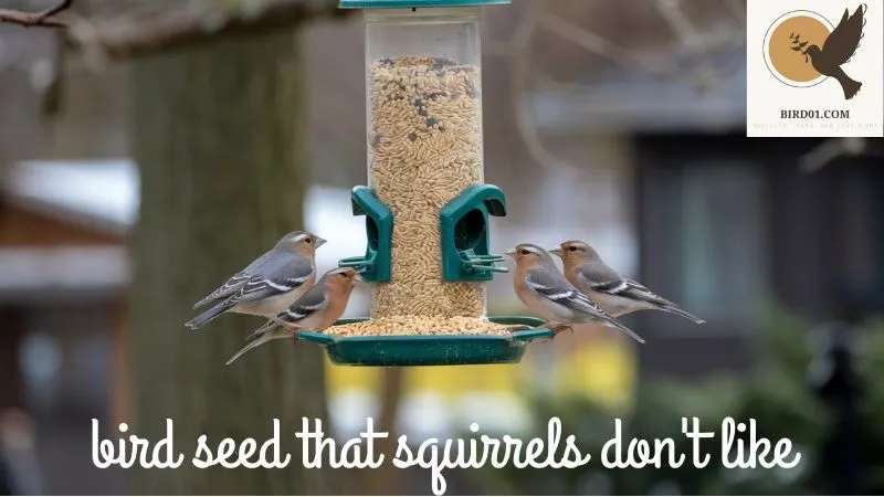 Bird Seed That Squirrels Don’t Like: How to Keep Your Feathered Friends Happy and Squirrel-Free