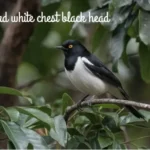 Unveiling the Mysteries of Bird White Chest Black Head