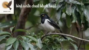 Unveiling the Mysteries of Bird White Chest Black Head