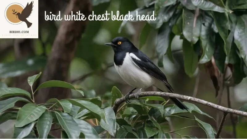 Unveiling the Mysteries of Bird White Chest Black Head