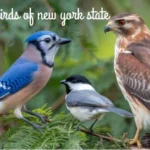 Birds Of New York State