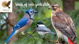 Birds Of New York State