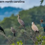 Discovering the Diverse Birds Of Western North Carolina