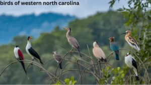 Discovering the Diverse Birds Of Western North Carolina