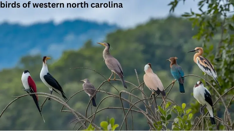 Discovering the Diverse Birds Of Western North Carolina