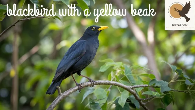 Blackbird With A Yellow Beak