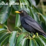 Blackbird With A Yellow Beak