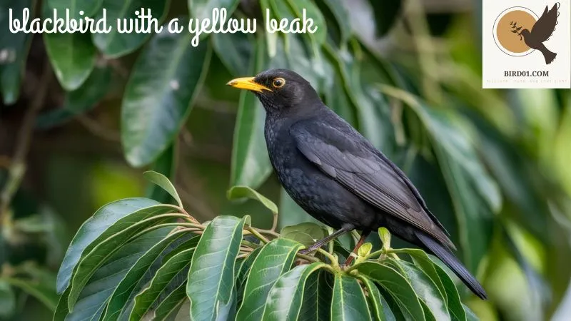 Blackbird With A Yellow Beak