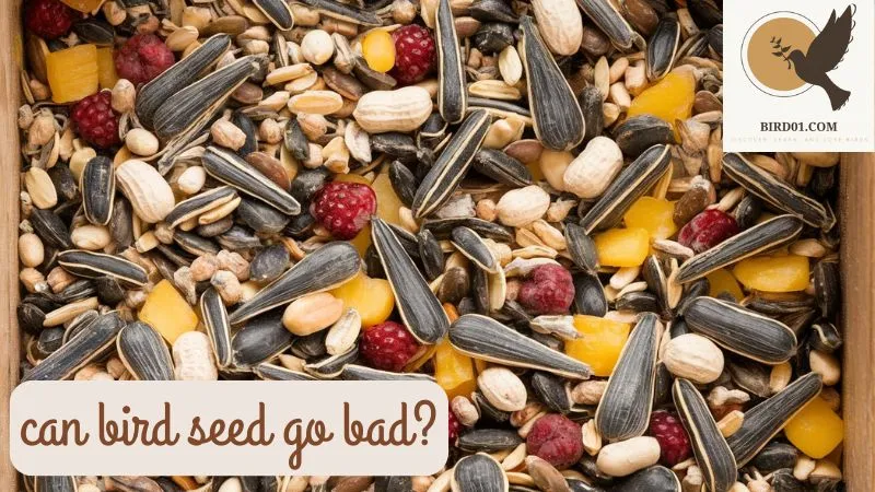 Can Bird Seed Go Bad? Understanding Storage, Shelf Life, and Signs of Spoilage