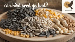 Can Bird Seed Go Bad? Understanding Storage, Shelf Life, and Signs of Spoilage