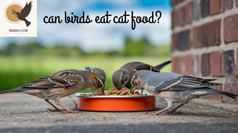 Can Birds Eat Cat Food? Understanding the Risks and Benefits