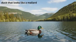 Duck That Looks Like A Mallard