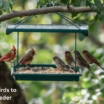 How To Get Birds To Use Bird Feeder