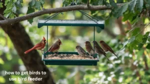 How To Get Birds To Use Bird Feeder