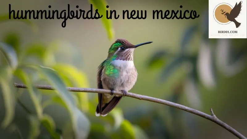 Hummingbirds in New Mexico: A Jewel in the Desert Skies