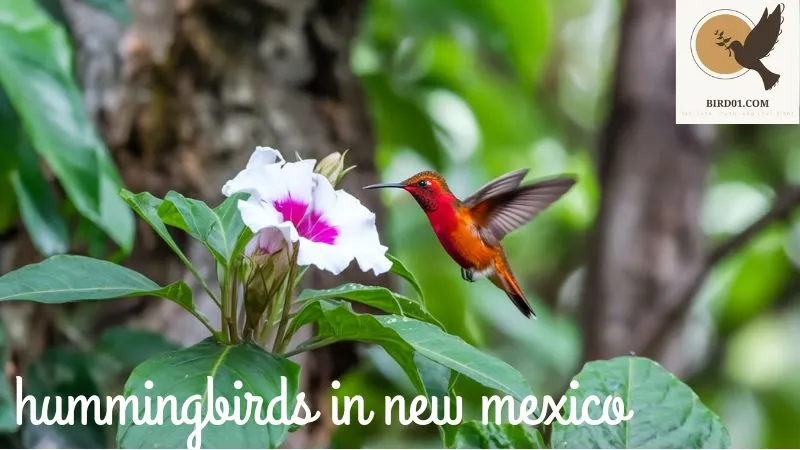 Hummingbirds in New Mexico: A Jewel in the Desert Skies