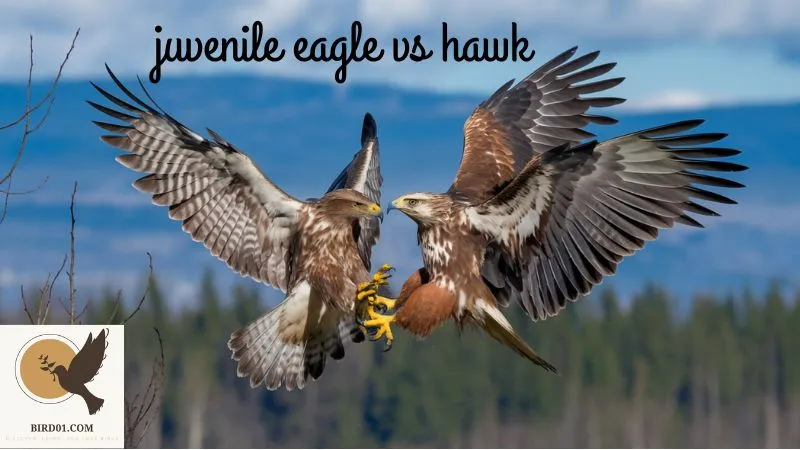 Juvenile Eagle Vs Hawk