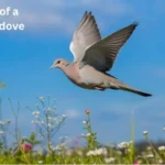 The Symbolic Meaning Of A Mourning Dove