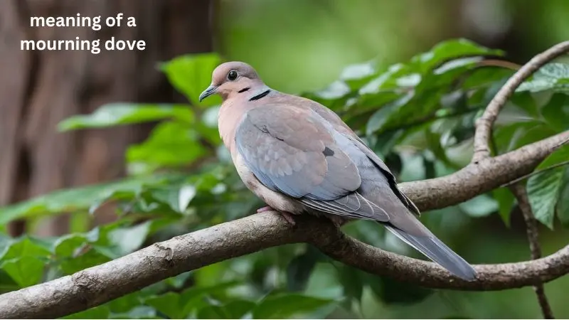 The Symbolic Meaning Of A Mourning Dove