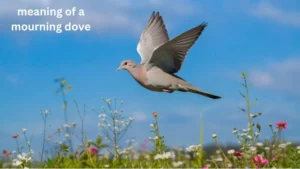 The Symbolic Meaning Of A Mourning Dove