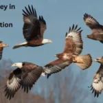 Birds Of Prey In Flight Identification