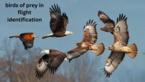 Birds Of Prey In Flight Identification