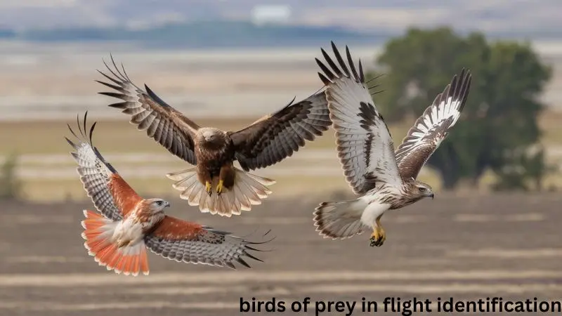 Birds Of Prey In Flight Identification