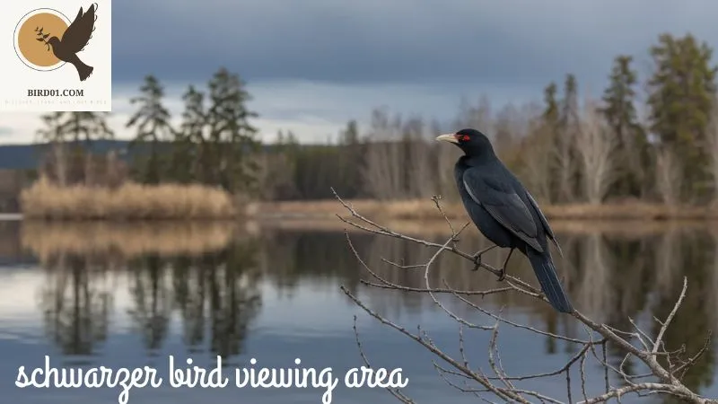 Schwarzer Bird Viewing Area