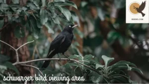 Schwarzer Bird Viewing Area