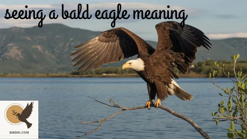 Seeing A Bald Eagle Meaning