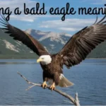 Seeing A Bald Eagle Meaning