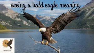 Seeing A Bald Eagle Meaning