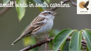 Discovering the Small Birds in South Carolina