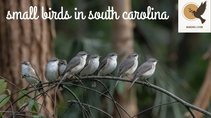 Discovering the Small Birds in South Carolina