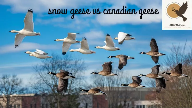 Snow Geese Vs Canadian Geese