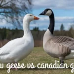 Snow Geese Vs Canadian Geese