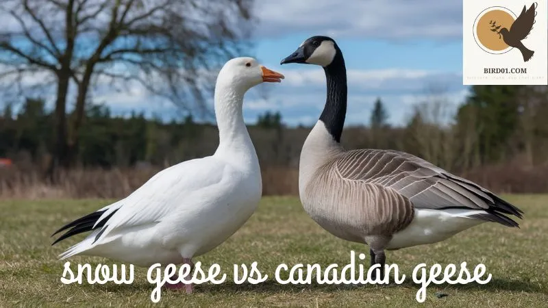 Snow Geese Vs Canadian Geese