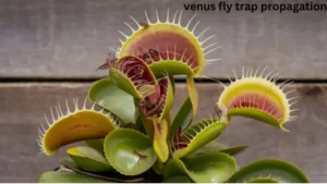 Venus Fly Trap Propagation:  Complete Guide for Beginners