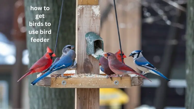 How To Get Birds To Use Bird Feeder