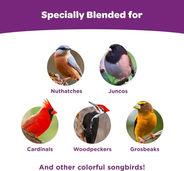 Kaytee Nut and Fruit Blend – Premium Wild Bird Food, Expertly Formulated for Vibrant Songbirds